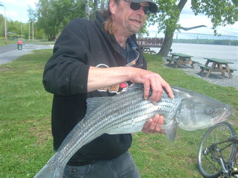 stripers online fishing forum|Hudson River .